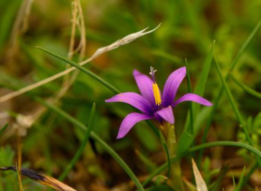 Narin mor taç yaprakları güneşe açılır. Baharda sakin bir çayırda yemyeşil bıçaklarla çevrili..