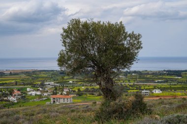 Yalnız bir zeytin ağacı bir tepenin üzerinde duruyor, bereketli bir kıyı ovasına bakan büyüleyici evleri ve tarlaları olan..