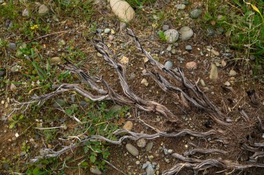 Yumuşak taşlar ve yemyeşil otlarla çevrili çarpık kökler, doğal bir başyapıt yaratıyor..