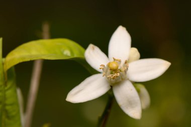 Parlak beyaz çiçek canlı yeşil yapraklarla ortaya çıkar, canlı bahar mevsiminde doğa güzelliğini gösterir..
