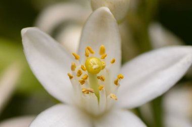 Büyüleyici beyaz bir çiçek yapraklarını ve sarı polenini sergiler, baharda canlı bir bahçenin güzelliğini ön plana çıkarır..