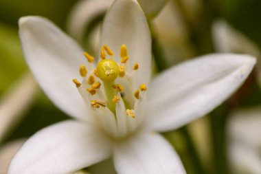 Yakından bakıldığında çarpıcı sarı anterleri olan çarpıcı beyaz bir çiçeğin yeşil bir bahçe ortamında büyüdüğünü görüyoruz..