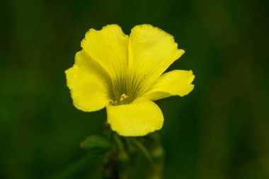 Yapayalnız sarı bir çiçek yapraklarını geniş açar, canlı yeşil yaprakların önünde dikilir..