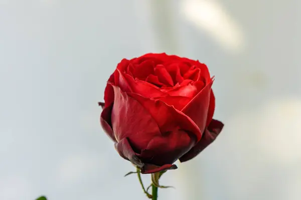 Canlı kırmızı bir gül narin yapraklarını sergiliyor. Yumuşak doğal ışıkta ışıldayan güzelliklerini..