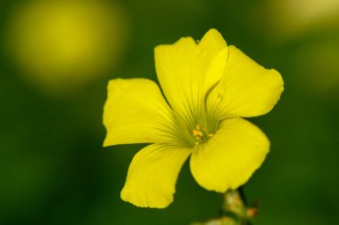 Zarif sarı yapraklar zarif bir şekilde yeşil yaprakların arasına açılır, güneşli bir yaz gününün özünü yakalar..