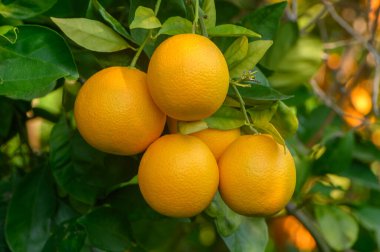 Sulu portakallar ılık güneş ışığı altında yemyeşil yapraklara karşı parlak renklerini sergilerler..