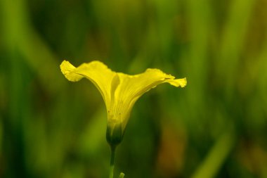 Narin sarı bir çiçek yemyeşil çimlerin arasında serpilmiş, sakin bir günde güneşin altında güneşleniyor..