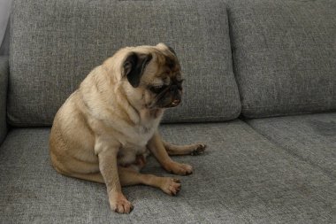 Küçük bir pug dokulu gri bir kanepe üzerinde dinleniyor, yumuşak öğleden sonra ışığı altında pencereye doğru derin derin bakıyor..