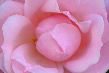 Bahçede güzel pembe bir gül açılır ve yumuşak yapraklarını sabahın erken saatlerinde sergiler..