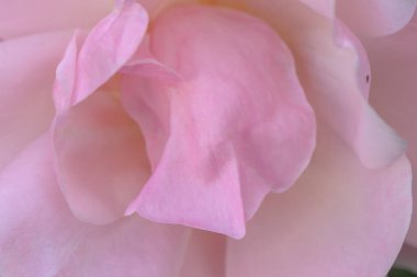 Canlı pembe taç yaprakları nazikçe açılır. Baharda yumuşaklık ve sükunet belirtileriyle doğanın sanatsal özelliklerini sergiler..