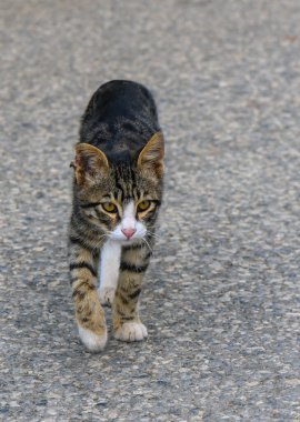 Meraklı çizgili bir kedi yavrusu ıssız bir caddede geziniyor, neşeli ruhunu ve keskin gözlemlerini sergiliyor..