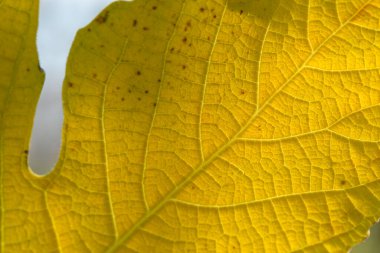 Işıl ışıl sarı bir yaprak, sonbaharda yumuşak güneş ışığıyla aydınlatılan ayrıntılı doku ve desenleri gösterir..