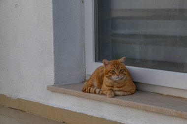 Kızıl kedi güneşli bir pencere pervazında güneşlenir, sıcaklıkla ıslanır ve etrafını gözlemler, sakin bir öğleden sonra.