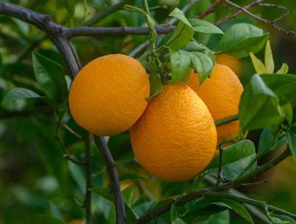 Güneş ışığı yaprakların arasından süzülürken, canlı portakallar dallardan sarkır ve sakin bir meyve bahçesi sahnesi yaratır..