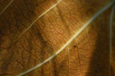 Bir yaprağın hassas damarları ve dokuları yumuşak bir şekilde parıldıyor, doğanın sanatsal görüntüsünü sergiliyor, sıcak, davetkar bir ışıkla çekiliyor..