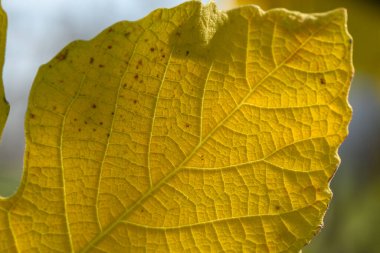 Canlı sarı bir yaprak güneş ışığını yakalar. Huzurlu bir doğal ortamda karmaşık dokular sergiler..
