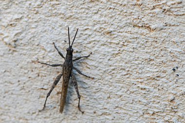 Bir çekirge kırsal beyaz bir duvarı keşfeder, sessiz bir bahçede öğleden sonra ışığının ılık parıltısında güneşlenir..