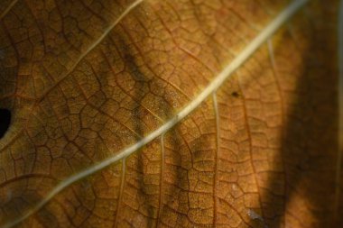 Kurumuş bir yaprağın detaylı desenlerini yakına çekerek doğanın ortasında, yumuşak güneş ışığı altında dokularını gösterir..
