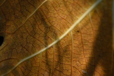 Kurumuş bir yaprağın detaylı desenlerini yakına çekerek doğanın ortasında, yumuşak güneş ışığı altında dokularını gösterir..