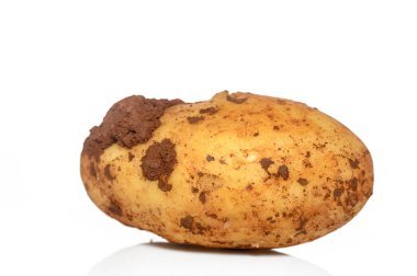 Kıvrımlı bir yüzeyi olan kırsal bir patates parlak bir arka plana karşı duruyor, benzersizliğini gözler önüne seriyor..