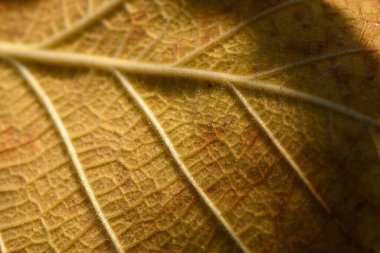 A close-up view reveals the captivating textures and patterns of a golden leaf caught in gentle sunlight. clipart