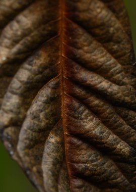Kurumuş bir yaprağın yakın görüntüsü dokulu yüzeyini ve zengin renklerini ortaya çıkararak doğanın tasarımının güzelliğini vurgular..