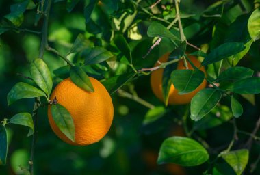 Parlak portakallar yemyeşil yapraklardan sarkan sıcak güneş ışığı altında gelişen meyve ağaçlarının arasında..