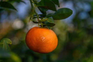 Tek bir olgun portakal, açık mavi gökyüzünün altındaki sağlıklı yeşil bir ağaç dalından sallanıyor, hasat için hazır..