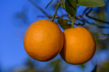 İki olgun portakal bir daldan sarkan, yemyeşil yapraklarla çevrili parlak mavi bir zemin üzerinde.