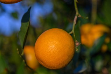 Taze portakallar yeşil yapraklardan sarkır, parlak mavi gökyüzünün arkaplanına karşı güneş ışığında güneşlenirler..
