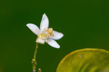 Kırılgan beyaz bir çiçek, yeşil yaprakların arasında açarak doğanın güzelliğini ve sükunetini gözler önüne serer..