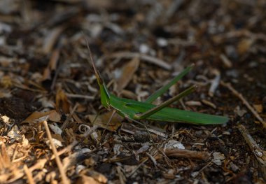 Parlak yeşil çekirge, zengin kahverengi toprağa ve kuru yapraklara karışıp güneşli bir öğleden sonranın sıcaklığının tadını çıkarıyor..