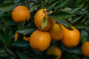 Taze portakallar, verimli bir meyve bahçesinde, güneşli bir günde, yeşil yapraklarla çevrili dallardan sarkan taze portakallar..