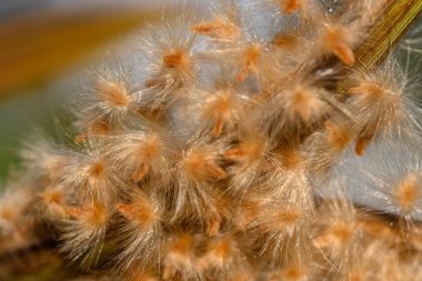 Sıcak güneş ışığında güneşlenen tüylü iplik kümeleri doğanın çarpıcı dokularını ve renklerini ortaya çıkarır..