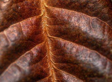 Kurumuş yaprak dokusu çarpıcı desenleri ve renkleri ortaya çıkarıyor. Kahverengi renkli canlı tonlarıyla doğa sanatını sergiliyor..