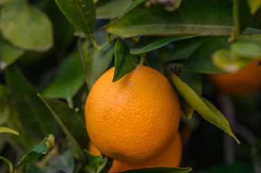 Parlak portakallar yemyeşil dallardan sarkan, huzurlu bir meyve bahçesinde güneş ışığını emen.