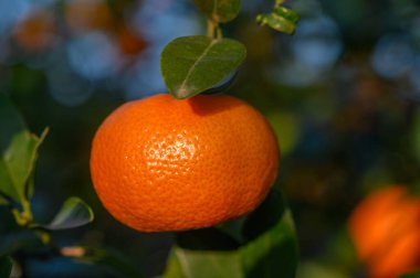 Sulu portakal yemyeşil bir dalın üzerinde, yumuşak güneş ışığının tadını çıkarıyor, parlayan yapraklar ve sıcak renklerle çevrili..