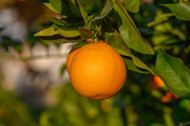 Sulu portakallar yemyeşil yapraklara yapışır, altın güneş ışığı altında hayat dolu huzurlu bir meyve bahçesinde parlarlar..