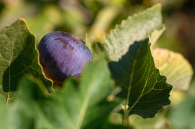 Olgun bir incir yemyeşil yaprakların arasından süzülür, ılık güneş ışığını bir sonbahar öğleden sonrası boyunca emer..