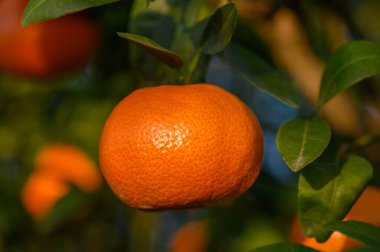 Dalda canlı bir mandalin portakalı parıldıyor, güneş ışığında yeşil yapraklarla çevrili..