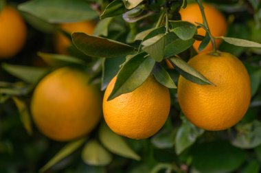 Sulu portakallar sağlıklı dallardan davetkar bir şekilde sarkıyor, güneşli bir meyve bahçesinin altın sıcağında güneşleniyorlar..