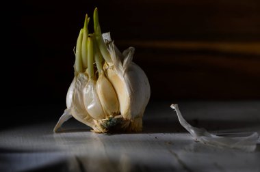 Fresh garlic bulb with green shoots thriving on a rustic surface, creating an inviting atmosphere of growth and life. clipart