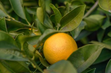 Canlı portakal meyveleri, ılık güneş ışığı altında, sakin bir meyve bahçesinde, zengin yeşil yaprakları dikizler..