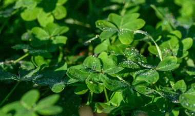 Canlı yonca yaprakları çiğ damlalarıyla bezenmiş şafağın yumuşak parıltıları altında ferahlatıcı bir atmosfer yaratıyor..