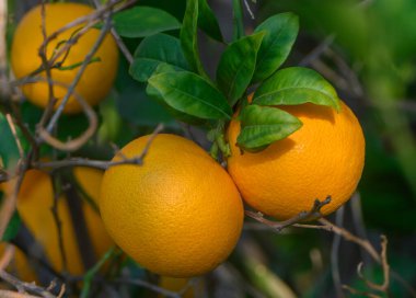 Güneşli bir meyve bahçesinde yeşil bir dala asılı iki canlı portakal, sıcak bir atmosferde doğanın cömertliğini gösteriyor..