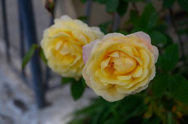 Zarif sarı güller canlı yeşilliklerde büyür, güneş ışığında güneşlenir ve havayı çiçeklerle doldurur..