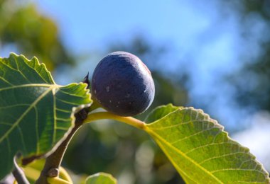 Olgun mor bir incir, canlı yapraklarla çevrili yeşil bir dala uzanır. Sıcak güneş ışığında güneşlenir..
