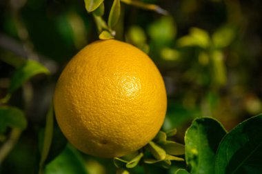 Tek bir olgun limon dalından sarkır, güneşli bir bahçede yemyeşil yapraklarla çevrili..