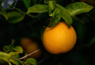 Dalından sarkan tek bir portakal, zengin yeşil yapraklarla çevrili, baharda güneş ışığının sıcaklığını yakalıyor..