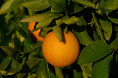 Altın portakal yemyeşil yapraklardan sarkır, sakin bir meyve bahçesinde güneş ışığının son ışıklarını yakalar..